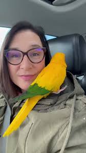 This is Goldie, Goldie, a blue and gold macaw. We don't really know how old  she is, but we do know she is a she, as she has laid an egg that