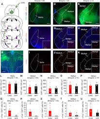 We did not find results for: The Dorsal Raphe Regulates The Duration Of Attack Through The Medial Orbitofrontal Cortex And Medial Amygdala Eneuro