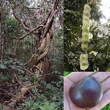 Image result for Entada gigas