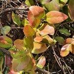 Image result for Acokanthera schimperi