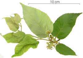 Image result for Guazuma