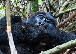 See more of gorillas in the mist movie on facebook. Gorillas And Chimpanzees In Uganda And Rwanda Sierra Club Outings