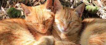 Here are some to consider; 250 Twin Cat Names For Sibling Duo Cats Petpress