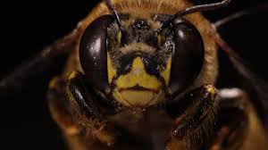 Image result for Farquharia elliptica