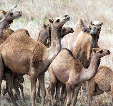I figure australia has a muslim population. Feral Camel Nt Gov Au