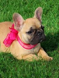 That's why they present the best pick for large families. Fawn French Bulldog Puppy Mandanna Dogs