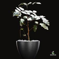 Image result for Cyphostemma barbosae