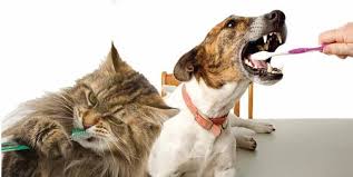 Low cost preventative veterinary care. Dental Discounts Brandon Mb Veterinarian Animal Clinic Brandon Hills Veterinary Clinic