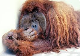 Protect endangered species, including the orangutan, at world wildlife fund. Orangutan Genome Sequenced National Institutes Of Health Nih