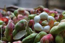 Image result for Pithecellobium dulce