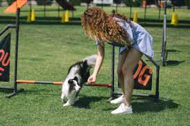 Become A Professional Dog Trainer | Free Online Course | Alison