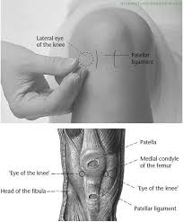 St 35 Calf S Nose Dubi Acupuncture Points 2 Acupuncture Points Acupuncture Acupuncture Clinic