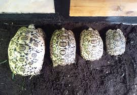Leopard Tortoise Growth Rates Leopard Tortoises