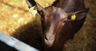 The following breeds originated from the chamois colored; Murcia Granada Goat Breed Information Farmer