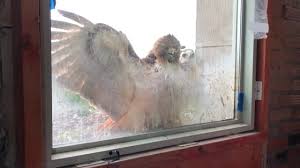 We did not find results for: These Baby Hawks Are Calling Michigan Central Station Home