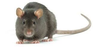 Fill out the form below to enter. Franklin Pest Control Experts Preventive Pest Control