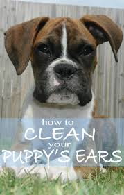 When your vet should clean your dog's ears instead. How To Clean Your Puppy S Ears The Happy Puppy Site