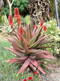 Image result for Aloe cameronii × christianii