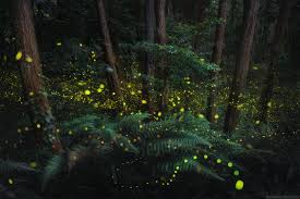 События этого сериала разворачиваются в далеком будущем. A Dazzling Series Of Photos Captures The Soft Glow Of Firefly Mating Season In Japan Colossal