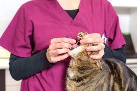 No cat wants something shoved down his throat, and he will fight you cats that are used to eating dry cat food will see the wet food and think of it as a treat. How To Give Medicine To A Cat Yes Even To A Difficult Cat