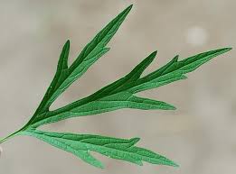 Image result for Leonurus japonicus