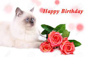 Cats and flowers birthday images. Birthday Postcard Beautiful Cat With Flowers Stock Photo Picture And Royalty Free Image Image 31140179