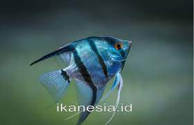 Simak ulasan jenis ikan hias air tawar yang bisa dicampur berikut ini. 15 Jenis Ikan Manfish Atau Angelfish Lengkap Beserta Harganya Ikanesia Id