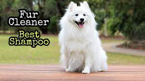 People always ask me what my dogs and i use for hair products! Best Shampoo For Shiny Hair Hair Growth Youtube