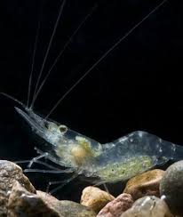 10 Non Fish Aquarium Pets Ghost Shrimp Aquarium Fish Animals