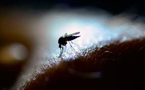 There is no cure for dengue as such. How To Protect Yourself And Your Family From Dengue Fever Healthxchange