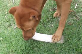 We did not find results for: 7 Foods That Are Toxic For Dogs And 7 Foods That Are Safe Pethelpful