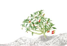 Image result for Impatiens keilii