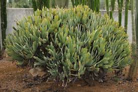 Long (30 cm), are stacked in pairs and are reminiscent of fans. Aloe Plicatilis