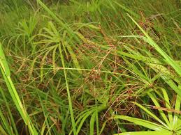 Image result for Fimbristylis complanata