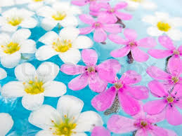 Water beautiful white flowers images. Beautiful Pink And White Flowers On Stock Image Colourbox