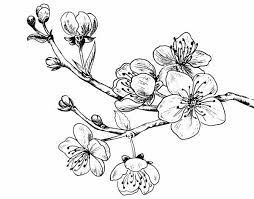 Pin By E Cullen On طباعه Flower Sketches Flower Drawing Floral Drawing