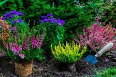 Mach schluss mit dem akkuraten spießergarten. Stauden Umpflanzen So Wechseln Sie Den Standort Schonend