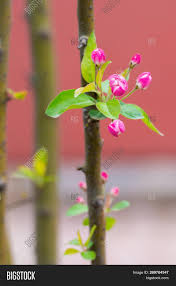 Maybe you would like to learn more about one of these? Red Buds Flowers On Image Photo Free Trial Bigstock