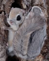 We did not find results for: Japanese Photographers Share Photos Of Chonky Siberian Flying Squirrels 9gag