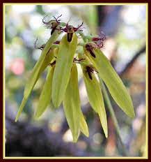 Umbrella Orchid Wild Orchid Bulbophyllum Fimbriatum Orchids Wild Orchid Travel Forums