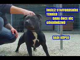 Ingiliz Staffordshire Terrier Hic Gordunmu Made In Turkiye Izmir 2020 Pitbull Ingiliz Kopek