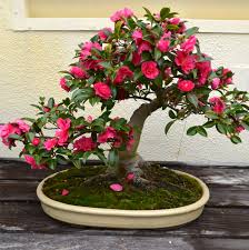 How To Bonsai A Pomegranate Tree Bonsai Tree