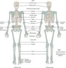 In those species with three bones in the shoulder, it consists of the clavicle, scapula, and coracoid. 11 1 The Pectoral Girdle Fundamentals Of Anatomy And Physiology