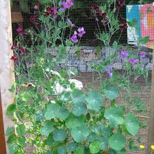 Sep 17, 2021 · pest control options for your san antonio garden this fall and winter. Introducing My Permaculture Vegetable Garden 2020 Living Permaculture