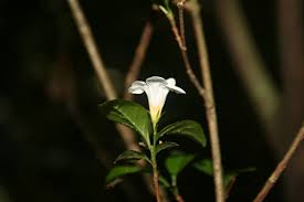 Image result for Mostuea brunonis