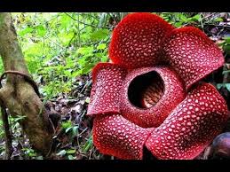 Bunga tersebut yaitu bunga padma raksasa atau yang lebih dikenal dengan nama bunga rafflesia arnoldii. Bunga Terbesar Di Dunia Bunga Raflesia Terbesar Di Dunia Mekar Di Indonesia Bengkulu Large Flowers Cool Plants