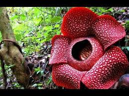 Pembuktian bahwa rafflesia dapat berbuah tanpa penyerbukan atau agamospermy yaitu pernah dilakukan onservasi di sabah, malaysia. Halaman Download Bunga Terbesar Di Dunia Bunga Raflesia Terbesar Di Dunia Mek