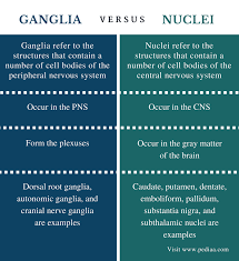 Difference Between Ganglia And Nuclei Definition Location Functions Examples In 2020 Peripheral Nervous System Human Body Facts Nervous System
