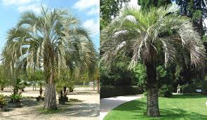 We did not find results for: Pindo Palm Butia Capitata Zone 6 11 Part Shade Full Sun Fronds Grow Longer In Shade 15 25 Height 10 15 Pindo Palm Pindo Palm Tree Types Of Palm Trees