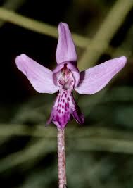 Image result for Liparis hemipilioides